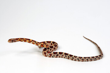 Kornnatter // Corn snake (Pantherophis guttatus)