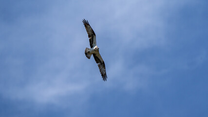 osprey eagle bird in flight (bird of prey) close up in the air on a sunny day
