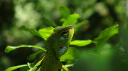 Extreme close up of an eastern garden lizard's face