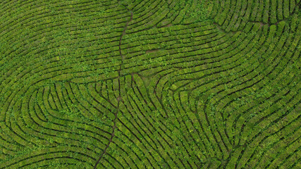 Fototapeta premium Aerial view of tea plantation with incredible geometry. Drone top view