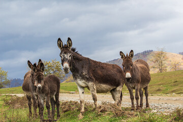 Agriculture in Transylvania, Romania