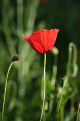 Obraz premium wild red poppies in the grass
