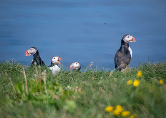 Landscape of puffins on lush grassy cliff on the coast of Grimsey Island Iceland