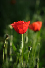 Fototapeta na wymiar wild red poppies in the grass