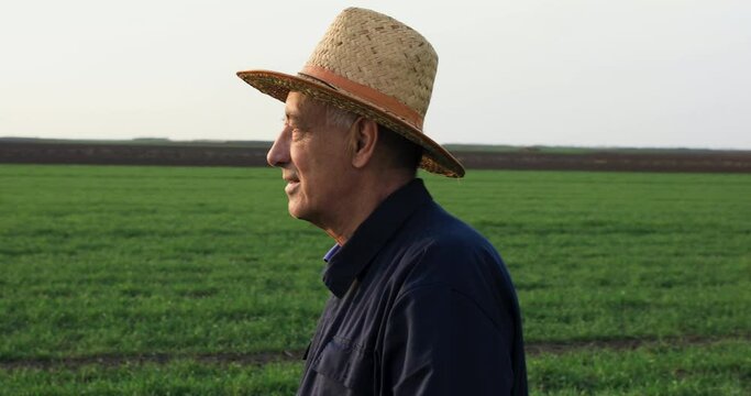 Senior farmer walking in green wheat field.