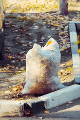 City autumn cleaning concept. Dry foliage in a trash bag.