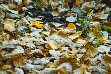 Yellow autumn leaves lie on the ground. Natural autumn background.