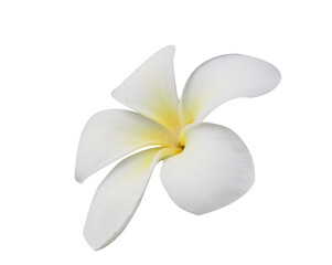 frangipani flowers isolated on white