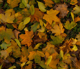 Bunch of dry leaves on green grass.
