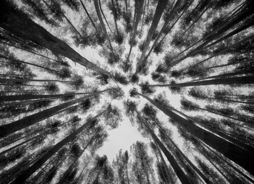 View of the tops of the pine trees in autumn forest from the ground. Bottom View Wide-Angle Background. Black and White