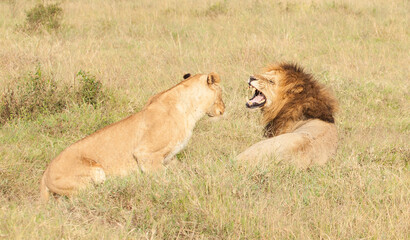 Fototapeta na wymiar Mating lions snarling and tenderness in the wilds of the Masai Mara in Kenya