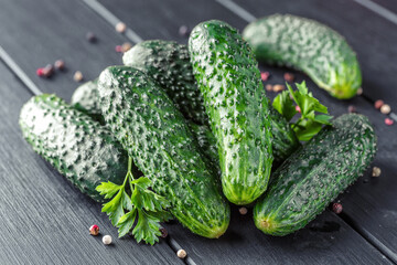 Cucumber on  dark wood texture background.Cucumbers harvest in summer. Cucumbers for salads or canning. Summer vegetables. Organic agriculture in village.