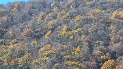 autumn forest in the cocausus mountains,Georgia 