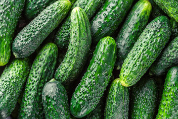 Cucumbers background Cucumbers harvest. A lot of cucumbers.Cucumbers harvest in summer. Cucumbers for salads or canning. Summer vegetables.