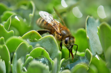 Bee drinking water from the drops of dew. Macro Shot of Honey Bee