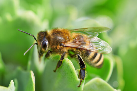 Bee drinking water from the drops of dew. Macro Shot of Honey Bee