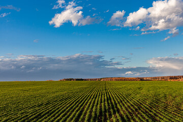 green field with young crops against blue sky
