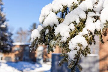 Snow on trees near houses on cold winter sunny day. 