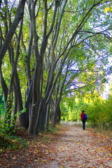 Fototapeta premium Path to walk in a very beautiful natural environment of the Fuentes de Marqués in Caravaca de la Cruz in Murcia