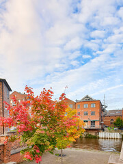 Autumn scene in the center of Leeds, England with beautifully colored maple trees dressed in fall...