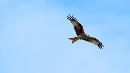 Red kite (bird of prey) close up in the air on a sunny day