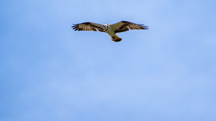 osprey eagle bird in flight (bird of prey) close up in the air on a sunny day
