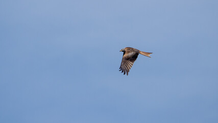 Obraz premium Red kite (bird of prey) close up in the air on a sunny day