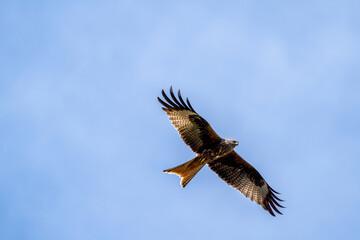 Red kite (bird of prey) close up in the air on a sunny day