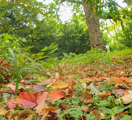 Beautiful autumn scene of trees, fallen leaves and  foliage in West Yorkshire outside Leeds in England