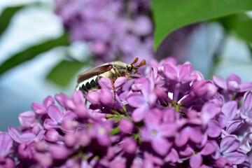 Close-up of a May beetle, a beetle, sitting on lilac flowers.
