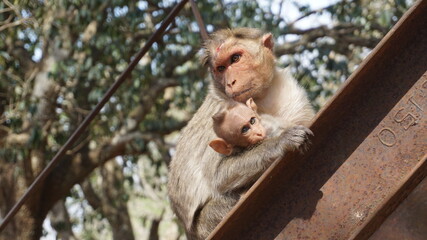 Monkeys - mother and son