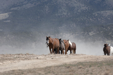 Herd of Wild Horses in the Utah Desert