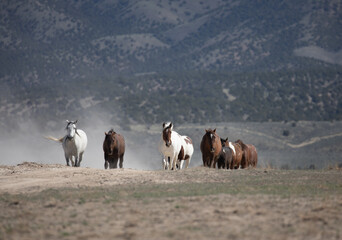 Obraz premium Herd of Wild Horses in the Utah Desert