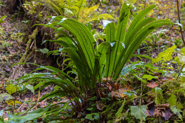 Polypodium vulgare, the common polypody with sori