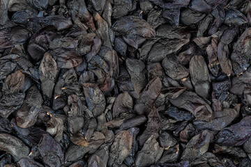 Macro detail of a pile of Agapanthus or African Lily plant seeds