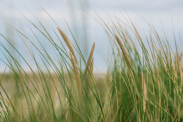 grass in the wind