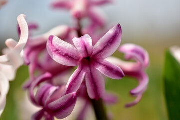 The picture shows a close-up of an inflorescence of a lilac flower with six petals.