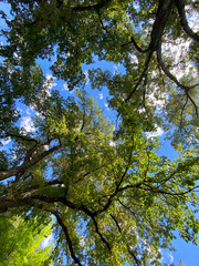 Obraz premium bright sunny blue sky green lush forest backyard trees perspective nature background