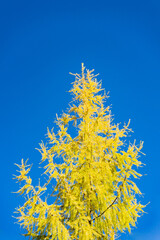 A tall coniferous larch tree with yellowed foliage against a clear blue sky. Yellow larch, spruce, blue clear sky