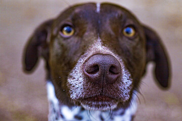 Dog © Bartosz