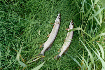 Summer still Life with pikes on the grass. 
Fisherman trophy. The caught pike lies on the grass.