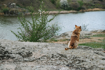 Back view of Lonely stray homeless dog on the nature background. Abandoned dog waiting for owner by the river. Betrayal, Redemption and Change life homeless dog