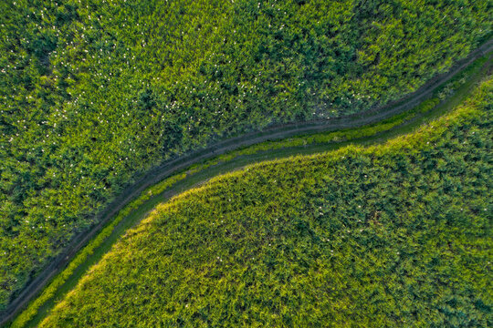 Aerial view of a walking path in an agricultural field during a beautiful sunny day in Saint-Beno&icirc;t, Reunion.