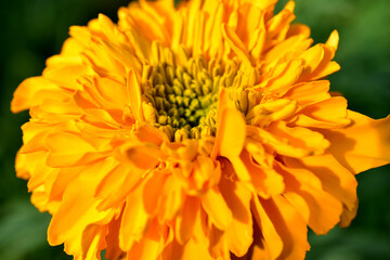 The picture shows a close-up of an inflorescence of a yellow flower.