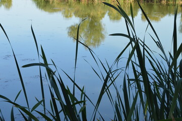 reeds in the water