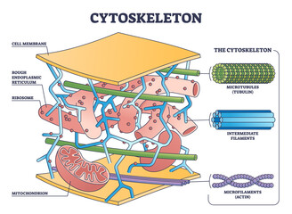 Cytoskeleton structure as complex dynamic network of interlinking protein filaments outline diagram. Labeled educational cell with microtubules and microfilaments explanation vector illustration. - obrazy, fototapety, plakaty