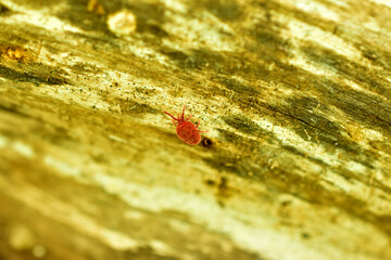 Early spring. A red tick crawls along the tree trunk.