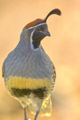 Arizona Gamble's Quail