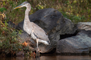 Close up of a great blue heron wading in shallow water