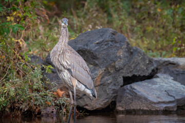 Great blue heron close up